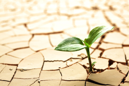 Plant in dried cracked mud