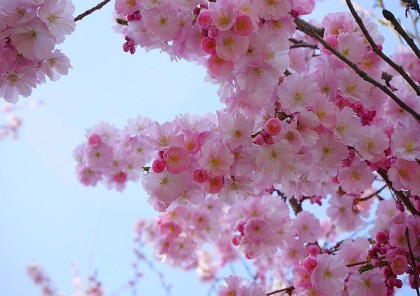 japanese-cherry-trees-324178_1280[1]